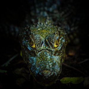 Kaiman aus Guatemala