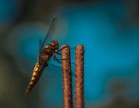 Libelle