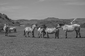 Konik-Pferde in den Kennemer-Dünen, Nordholland von Peter Bartelings