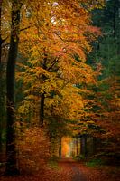 Pad door een beukenbos in de herfst