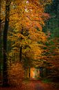 Chemin à travers une forêt de hêtres à l'automne par Sjoerd van der Wal Photographie Aperçu