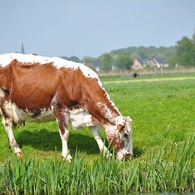 Koe in weiland von Jeroen van Breemen
