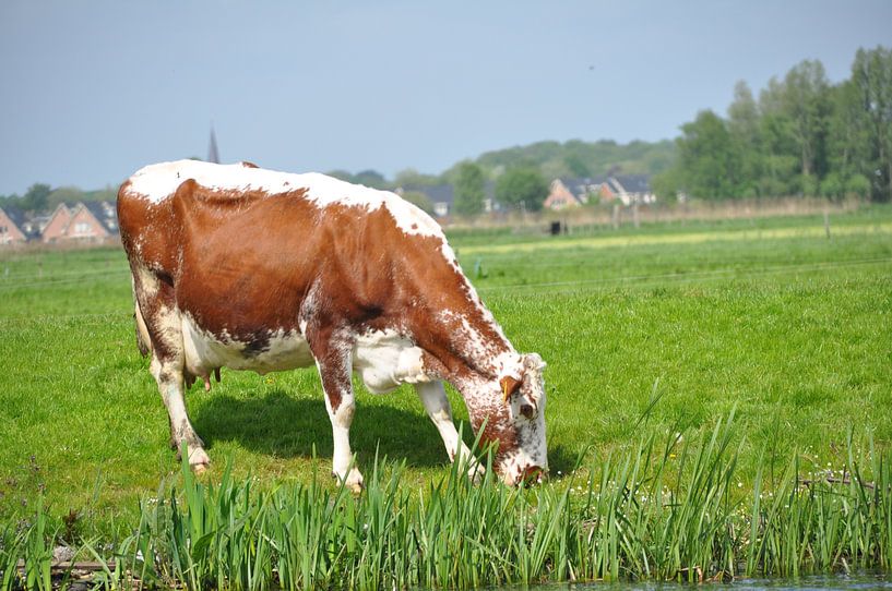 Koe in weiland par Jeroen van Breemen