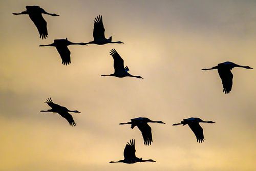 Kraanvogels vliegen in de lucht tijdens de herfstmigratie van Sjoerd van der Wal Fotografie