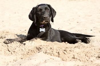 Puppy liggend in het zand