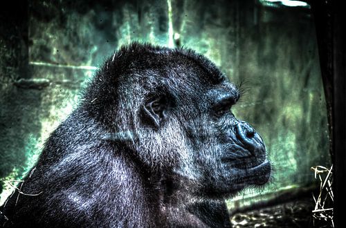 G-Rilla by David Smets