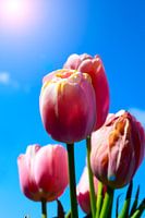 Tulips in the sun