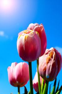 Tulpen in de zon