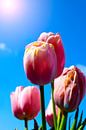 Tulips in the sun by Pix-Art By Naomi.k thumbnail