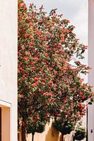 Baum mit roten Blüten