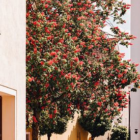 Arbre à fleurs rouges sur Luca Kapitza