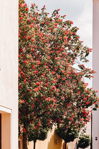 Baum mit roten Blüten