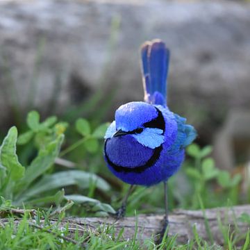 Australian Rhapsody in Blue: een mannetje Prachtelfje (Malurus splendens) van Rini Kools