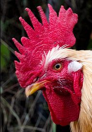 Hahn in Großaufnahme von Truckpowerr