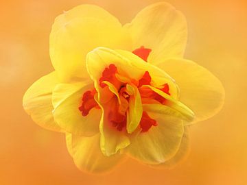 Daffodil by Maickel Dedeken