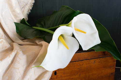 Arum flowers with leaves on wooden box
