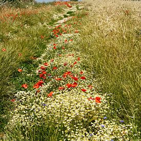 Summer meadow on Rügen by Ralf Lehmann