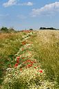 Summer meadow on Rügen by Ralf Lehmann thumbnail