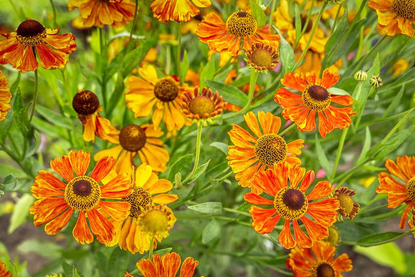 Zomers zonnekruid van Hans Kwaspen