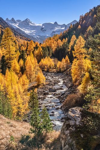 Gouden herfst in het Engadin