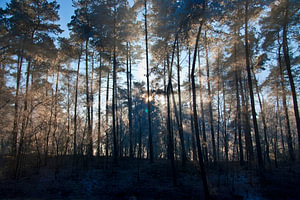forêt lumineuse