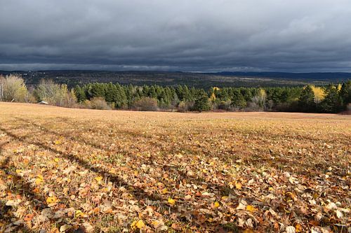 A field after the autumn harvest