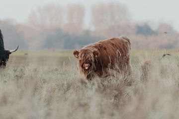 Schotse Hooglanders in de Nederlandse Duinen van Anne Zwagers