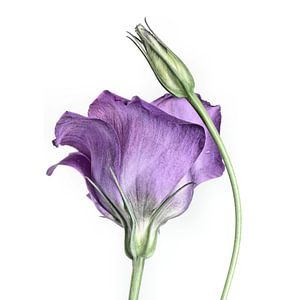Purple Princess... (bloem) van Bob Daalder