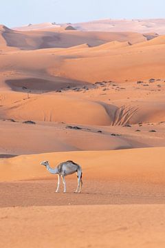 Dwalende Kameel in de Woestijn van The Book of Wandering