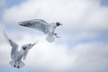 Battling Birds by Thomas Froemmel