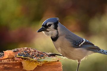 Un geai bleu à la mangeoire du jardin sur Claude Laprise