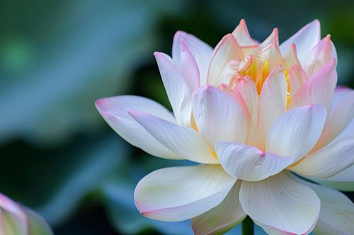 Magnifique gros plan d'un lotus en fleurs