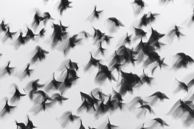 Birds, Marina Yushina by 1x