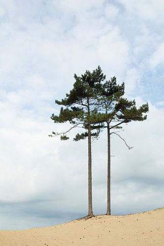Grove den