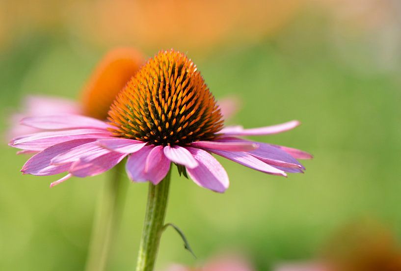 rose tweeling van Mieke Verkennis