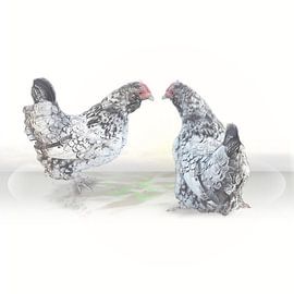 Chickens are clucking all around by Carla Baartman - Fun and Digital Art