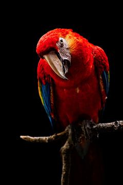 Portret van Scarlet Macaw, Andi Halil van 1x