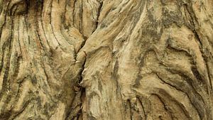 Verweerd hout van oude boomstam