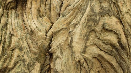 Verweerd hout van oude boomstam