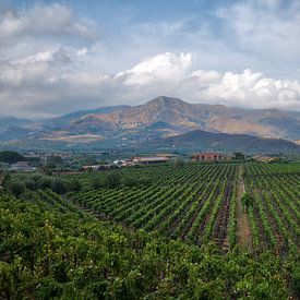 Winery at the foot of Mount Etna by Esther Seijmonsbergen