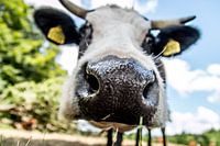 cow in the meadow