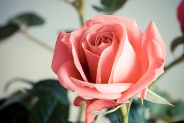 Roze roos genaamt infinity roos op zacht achtergrond van Jolanda Aalbers