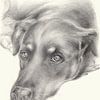 Diana 2. portrait de chien, dessin au crayon sur Heidemuellerin