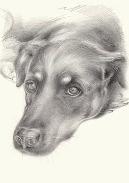 Diana 2. portrait de chien, dessin au crayon