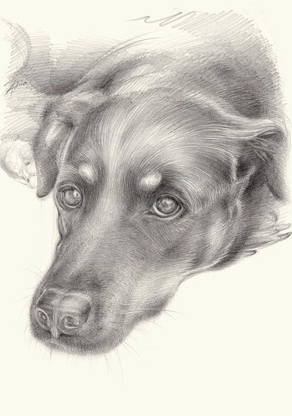 Diana 2. Hundeportrait, Bleistiftzeichnung von Heidemuellerin
