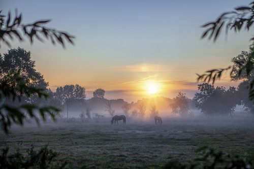 Paarden in de mist tijdens zonsopkomst