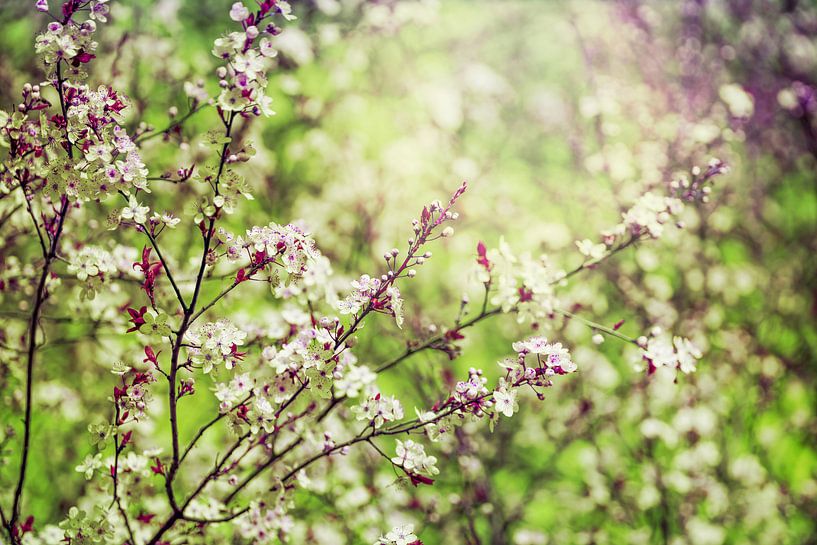 witte bloemen in groene natuur van Dörte Bannasch