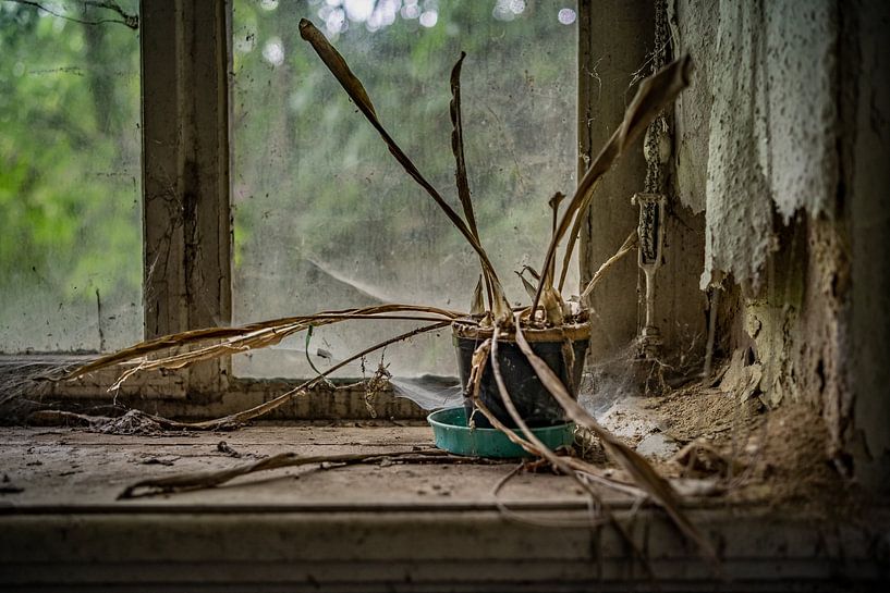 Lost Place Verlassene Blume von Johnny Flash