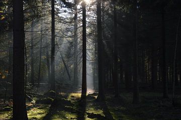 speulderbos van Chris Jonk