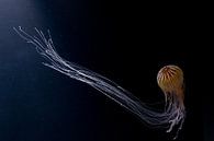Jellyfish in the dark by DroomGans thumbnail